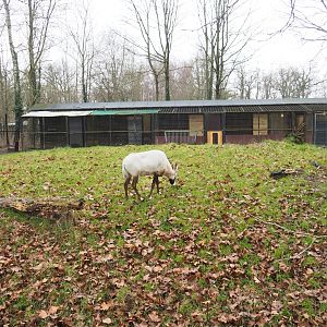 Normally off-show ungulate paddock with Arabian oryx and Slender-horned gazelle, 2023-02-19