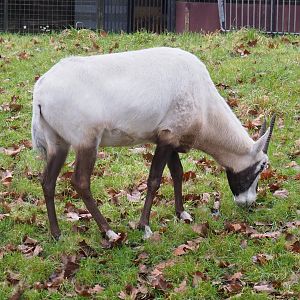 Arabian oryx (Oryx leucoryx), 2023-02-19