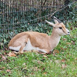 Slender-horned gazelle  (Gazella leptoceros), 2023-02-19
