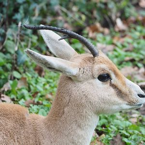 Slender-horned gazelle  (Gazella leptoceros), 2023-02-19