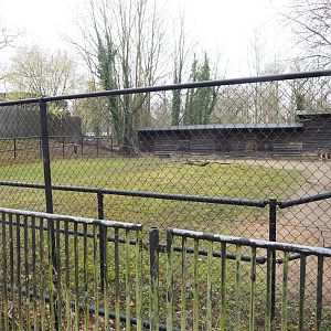 Normally off-show paddock with two male red kangaroos, 2023-02-19