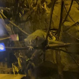 Mouse lemur
