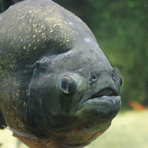 Red-bellied Piranha