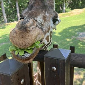 Giraffe Eating