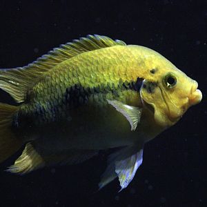 Rainbow Cichlid