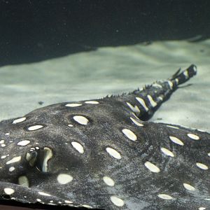 Bigtooth River Stingray