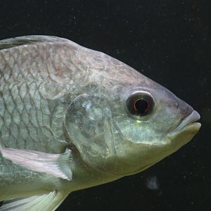 Nile Tilapia