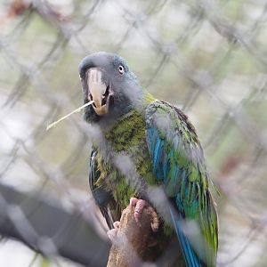 Blue-headed macaw (Primolius couloni), 2023-02-19