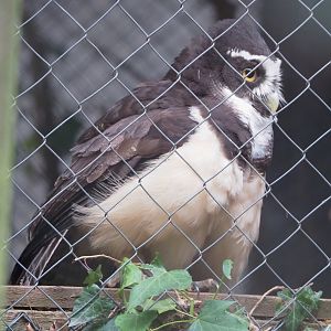 Spectacled owl (Pulsatrix perspicillata), 2023-02-19