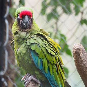 Mexican military macaw (Ara militaris mexicana), 2023-02-19