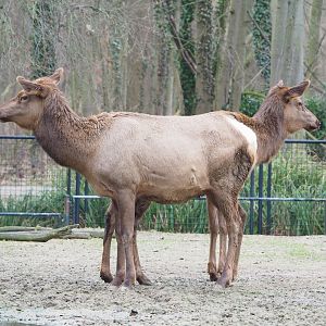 Wapitis (Cervus canadensis), 2023-02-19