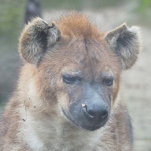 Spotted hyena (Crocuta crocuta), 2023-02-19