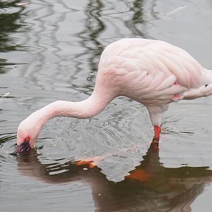 Lesser flamingo (Phoeniconaias minor), 2023-02-19