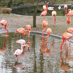 Lesser flamingos (Phoeniconaias minor) and American flamingos (Phoenicopterus ruber), 2023-02-19