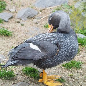 Magellanic flightless steamer duck (Tachyeres pteneres), 2023-02-19
