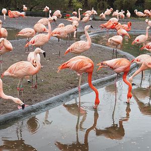 Chileans flamingos (Phoenicopterus chilensis) and American flamingos (Phoenicopterus ruber), 2023-02-19