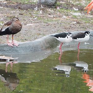 Southern black-bellied whistling-duck (Dendrocygna autumnalis autumnalis) and Black-necked stilts (Himantopus mexicanus mexicanus), 2023-02-19