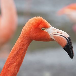 American flamingo (Phoenicopterus ruber), 2023-02-19