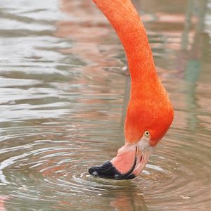 American flamingo (Phoenicopterus ruber), 2023-02-19