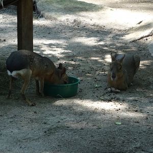 Patagonian Cavies