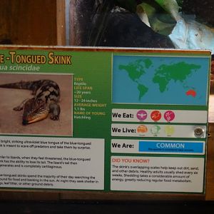 Incorrect Signage- "Tiliqua scincidae"
