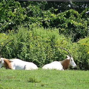 Scimitar-Horned Oryx