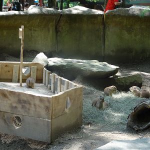 A Prairie Dog Pirate Ship