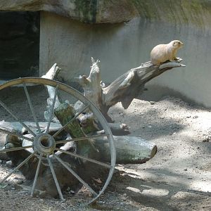 Black-Tailed Prairie Dog