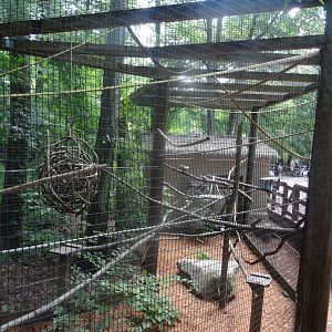The Nicest Exhibit is for the Smallest Primates- Cottontop Tamarin