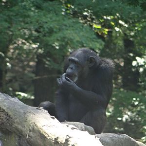 Chimpanzee