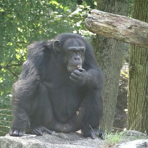 Chimpanzee