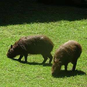Capybara