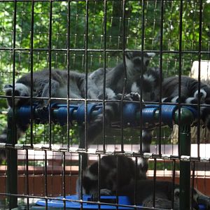 A Ring-tailed Conspiracy