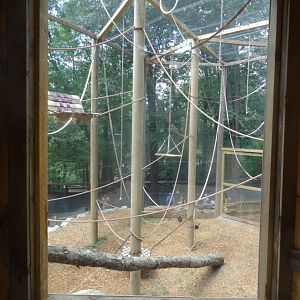 Brand New Brown-Headed Spider Monkey Habitat- Upper-Level Viewing