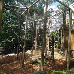 Brand New Brown-Headed Spider Monkey Habitat- Lower-Level Viewing