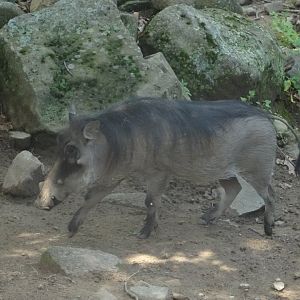Common Warthog