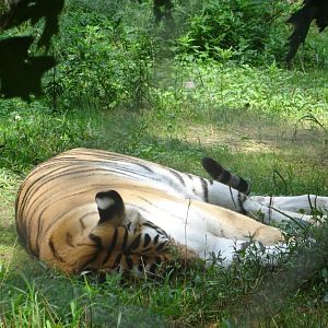 A Sleeping Tiger