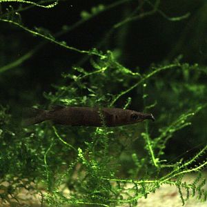 Halfbeak ID - Bolton Museum