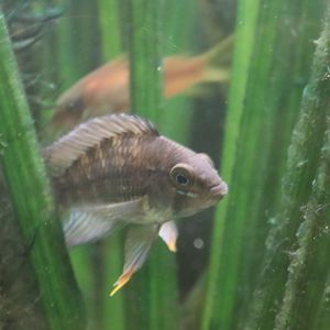Apistogramma ID - Bolton Museum