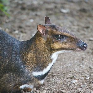 Greater Mousedeer (Tragulus napu)