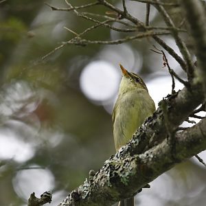 Japanese Leaf Warbler ~ Tsugaike Kogen, Hakuba, Nagano, Japan