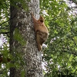 Wild Colugo #3 - “golden” female