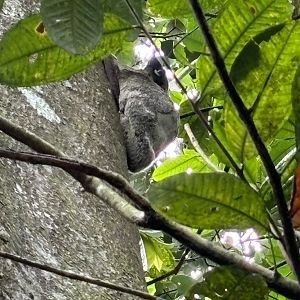 Wild Colugo #1 - female