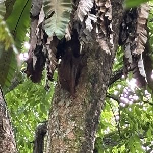 Wild Colugo #2 - male