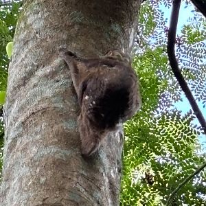 Wild Colugo #4 - male