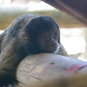 Buffy Headed Capuchin- 2/8/2024