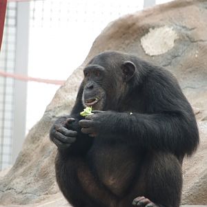 Talia- Chimpanzee- 2/8/2024