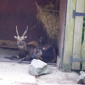 Philippine Spotted Deer family taking shelter- 2/8/2024