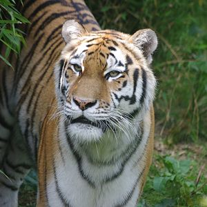 Amur Tiger female- 2/8/2024