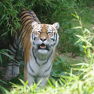 Amur Tiger female- 2/8/2024